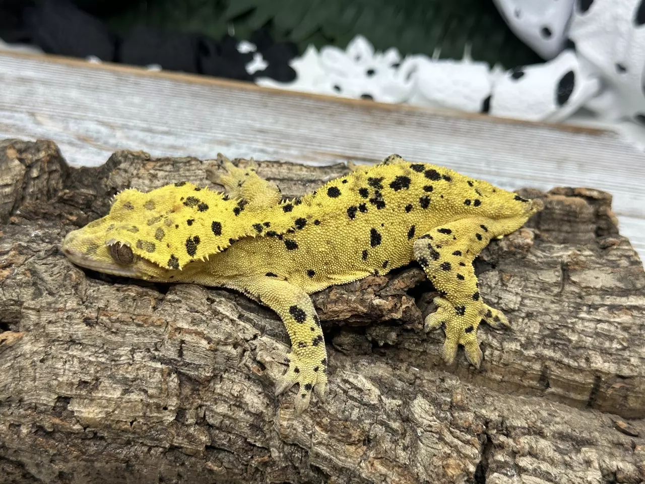 plant/RAIN PROVEN BREEDER-1