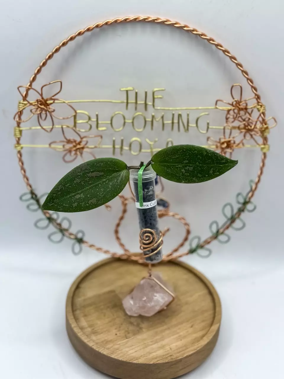 plant/74. Pink Curl (unrooted)-0