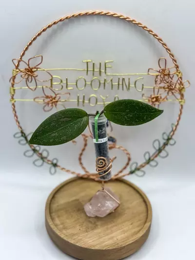 plant/74. Pink Curl (unrooted)-0-thumbnail