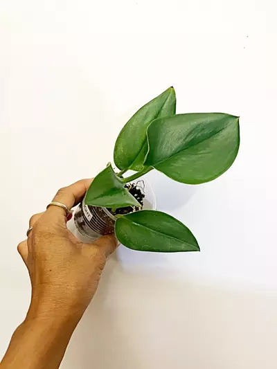 plant/🫟Scindapsus Moonlight(W)-1-thumbnail