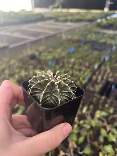 plant/Gymnocalycium Variegated Assorted 2” pot growers choice-1-thumbnail