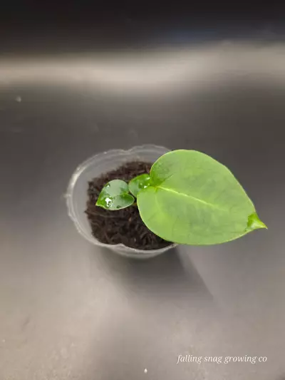 plant/Anthurium (AOS x forgetii) x Michelle-1-thumbnail