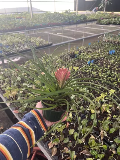 plant/Tillandsia Cyanea 4” pot growers choice-5-thumbnail