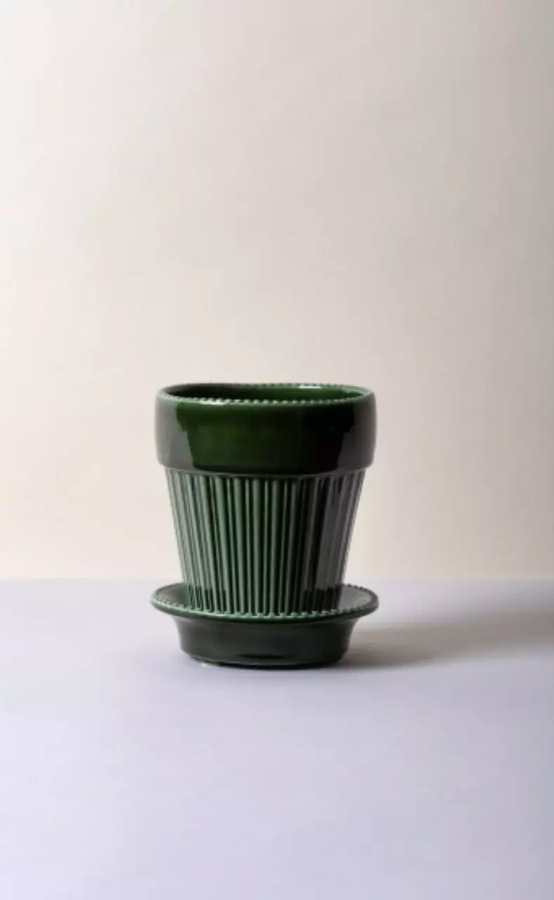 plant/SPECIAL ORDER: Bergs Simona Glazed Emerald Green 5.5”-0