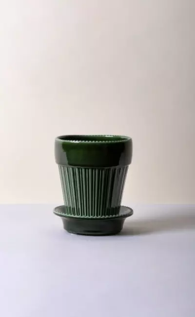 plant/SPECIAL ORDER: Bergs Simona Glazed Emerald Green 5.5”-0-thumbnail