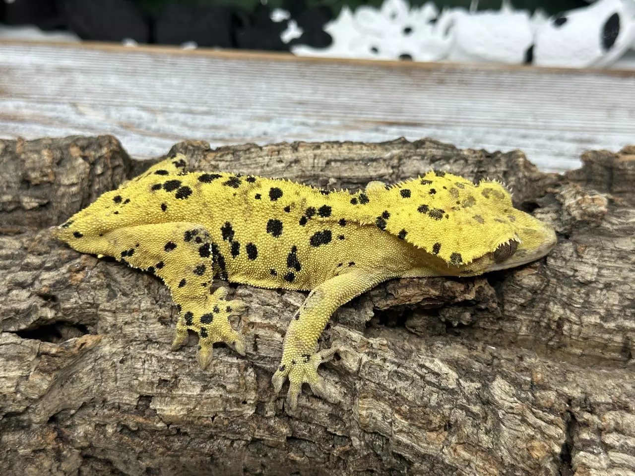 plant/RAIN PROVEN BREEDER-0