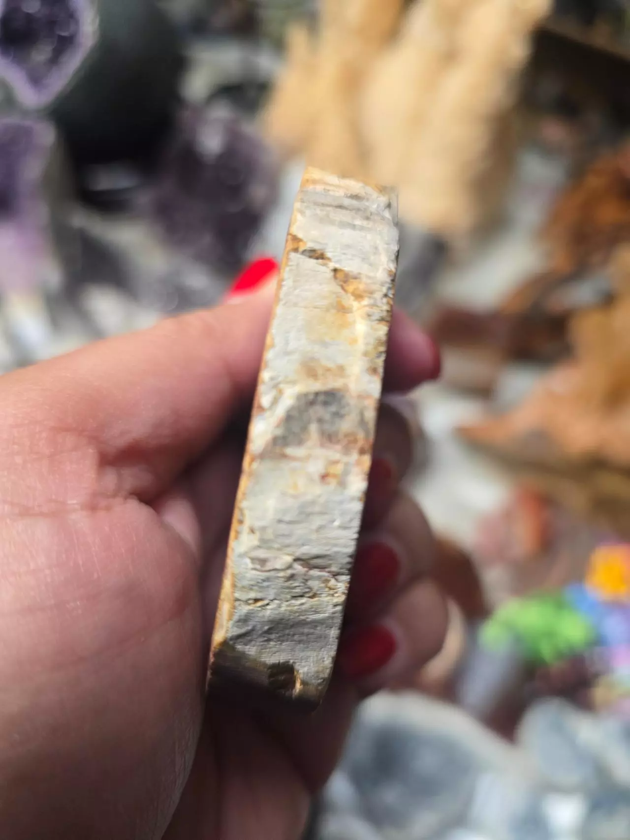 plant/Petrified Wood Slab-3