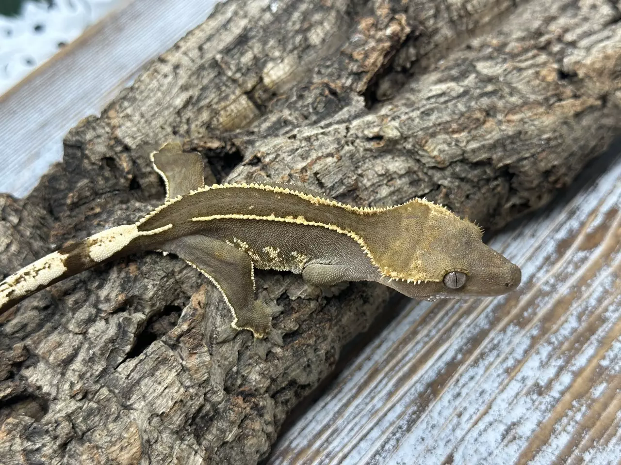 plant/326bR7 17g Female Super EmptyBack-1