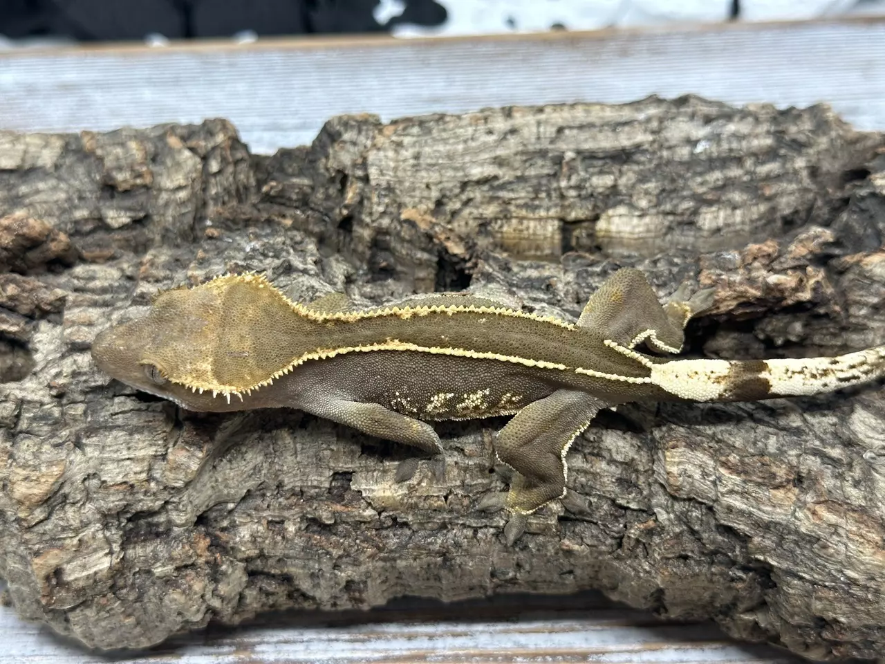 plant/326bR7 17g Female Super EmptyBack-0