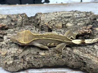 plant/326bR7 17g Female Super EmptyBack-0-thumbnail