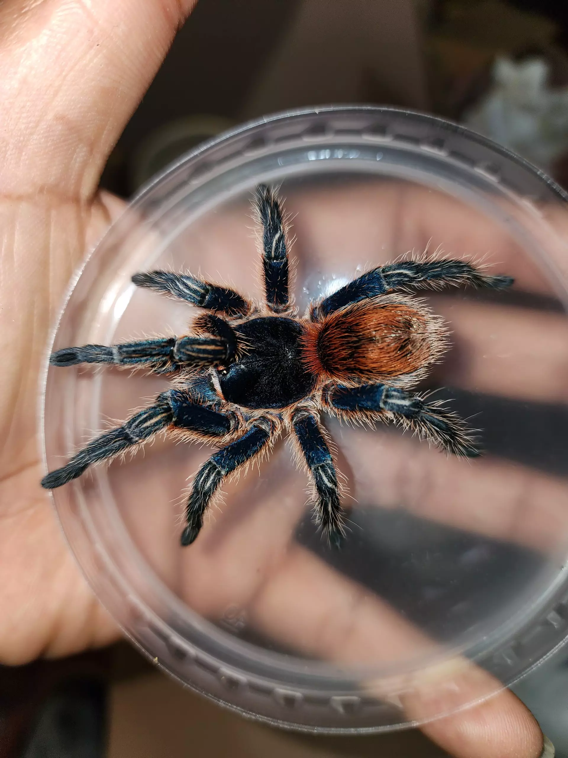 plant/Thrixopelma cyaneolum (Cobalt Red Rump Tarantula) 1.25-1.5”-0