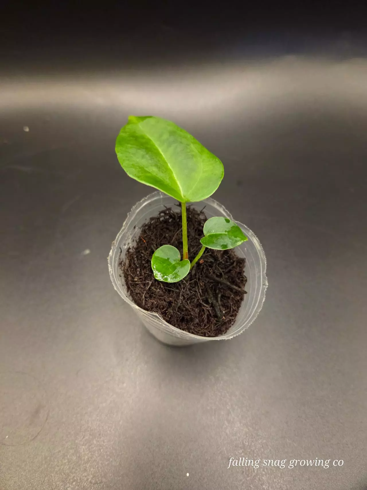 plant/Anthurium (AOS x forgetii) x Michelle-0