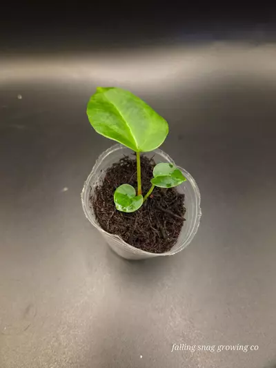 plant/Anthurium (AOS x forgetii) x Michelle-0-thumbnail