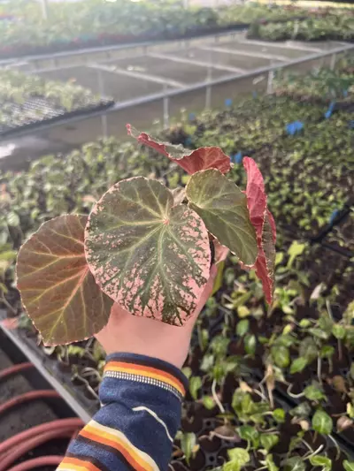 plant/Begonia Midnight Sun 4” pot growers choice-5-thumbnail