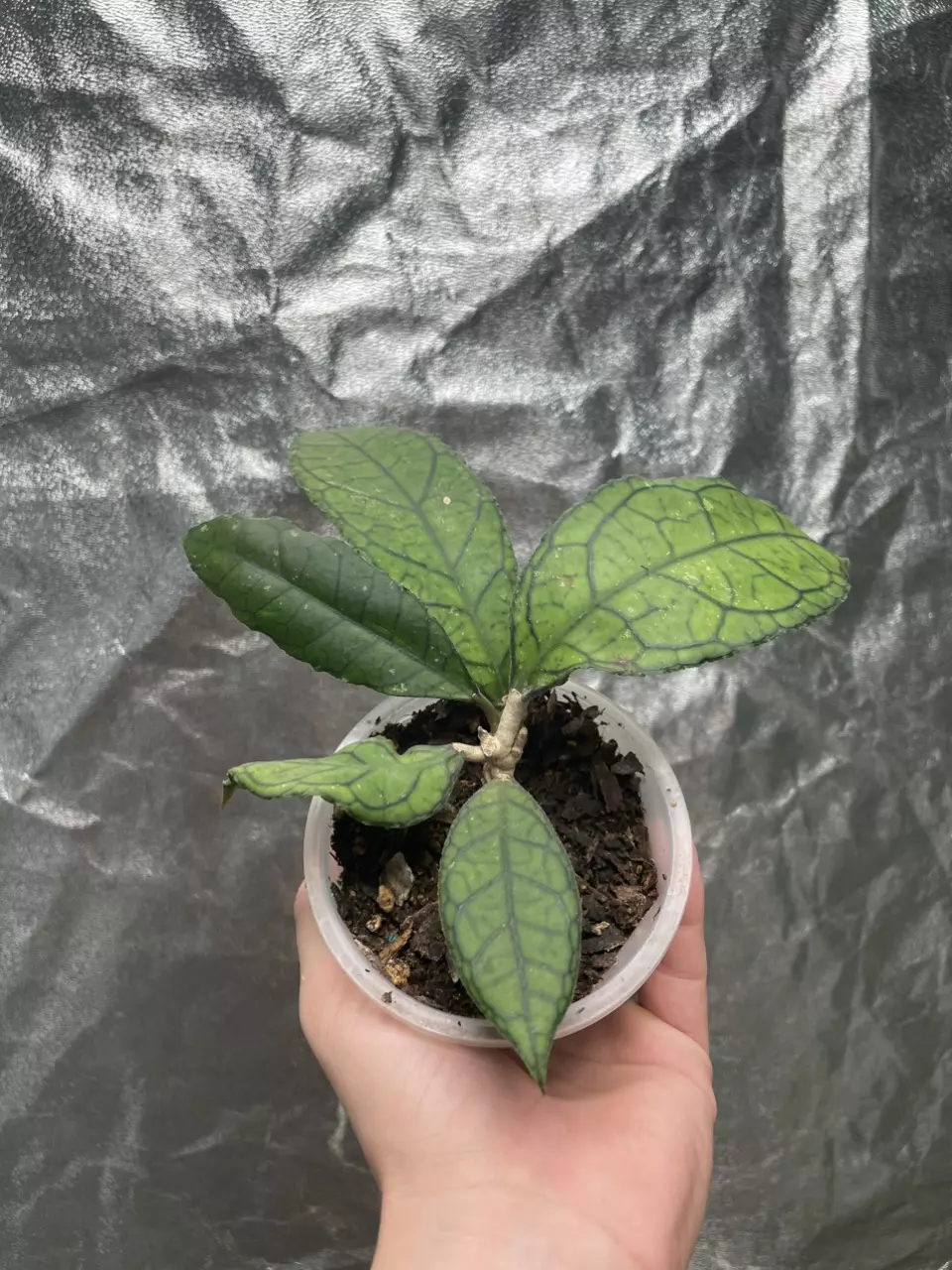 plant/Hoya Callistophylla (1)-0