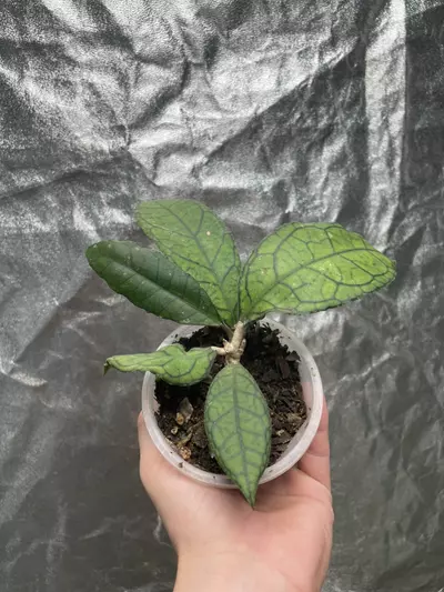 plant/Hoya Callistophylla (1)-0-thumbnail