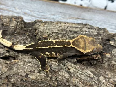 plant/321aR7 Super Emptyback 19g Unsexed Too dark to tell-0-thumbnail