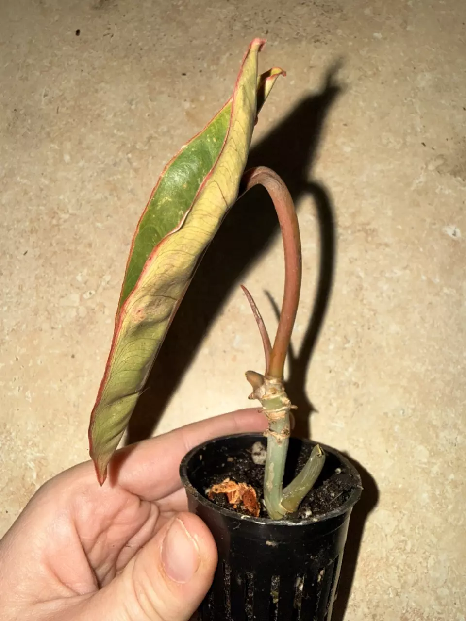 plant/Rehab Billietae-1