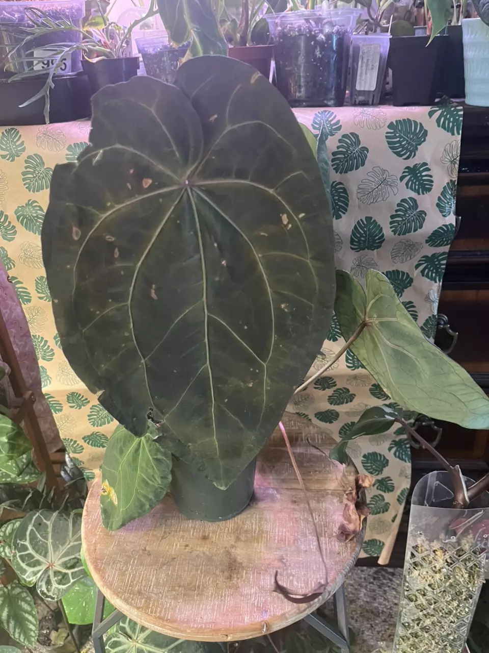 plant/Tezula Aos DF x Tezula Dreamweaver-1