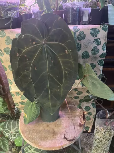 plant/Tezula Aos DF x Tezula Dreamweaver-1-thumbnail