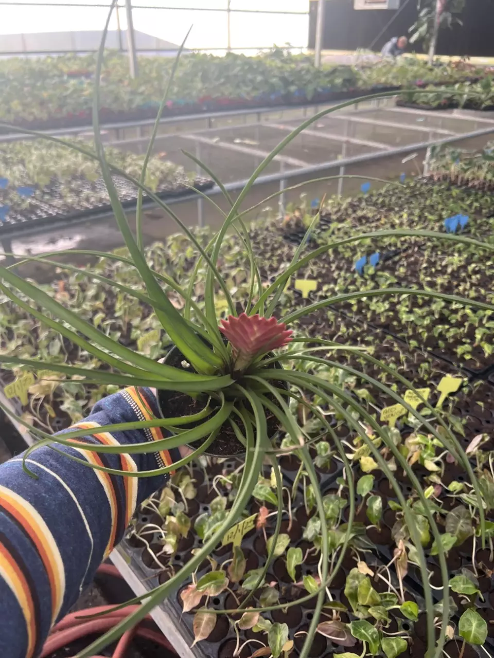 plant/Tillandsia Cyanea 4” pot growers choice-1