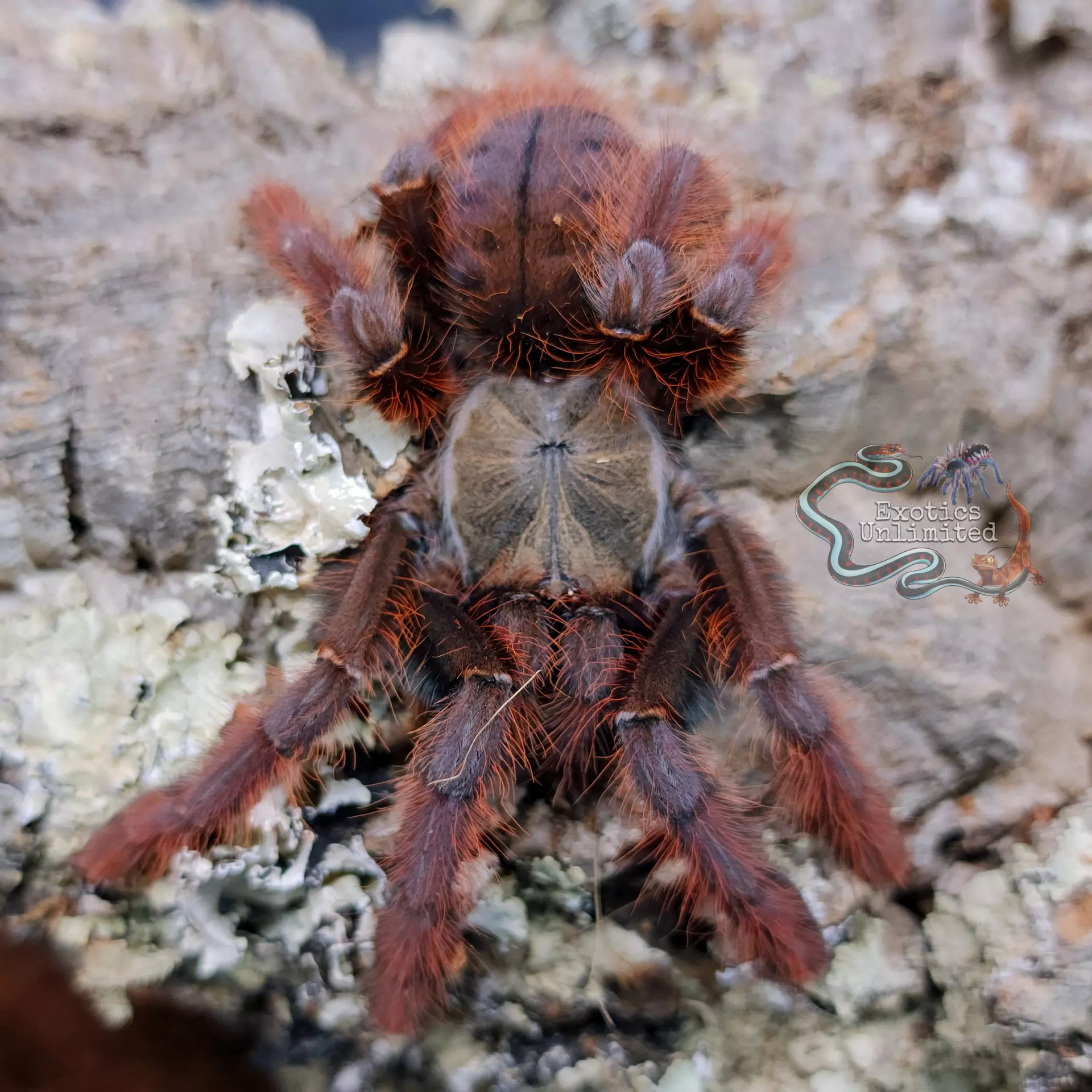 plant/Phormingochilus sp "Sabah Red" (Crimson Purple Tree Tiger Tarantula) 1-1.5"-0