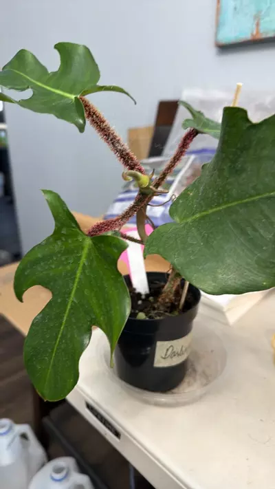 plant/Squam-0-thumbnail