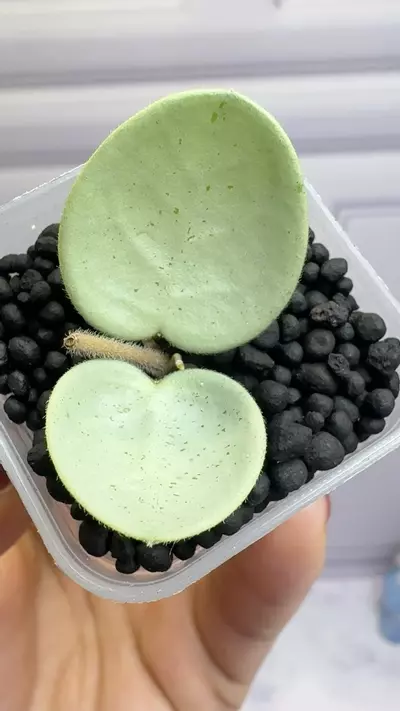 plant/Hoya Mathilde grey fairy-2-thumbnail