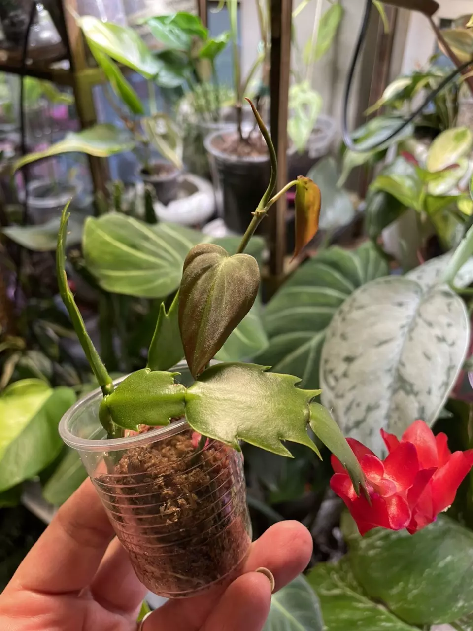 plant/2 plants > Thanksgiving Cactus && Micans-0