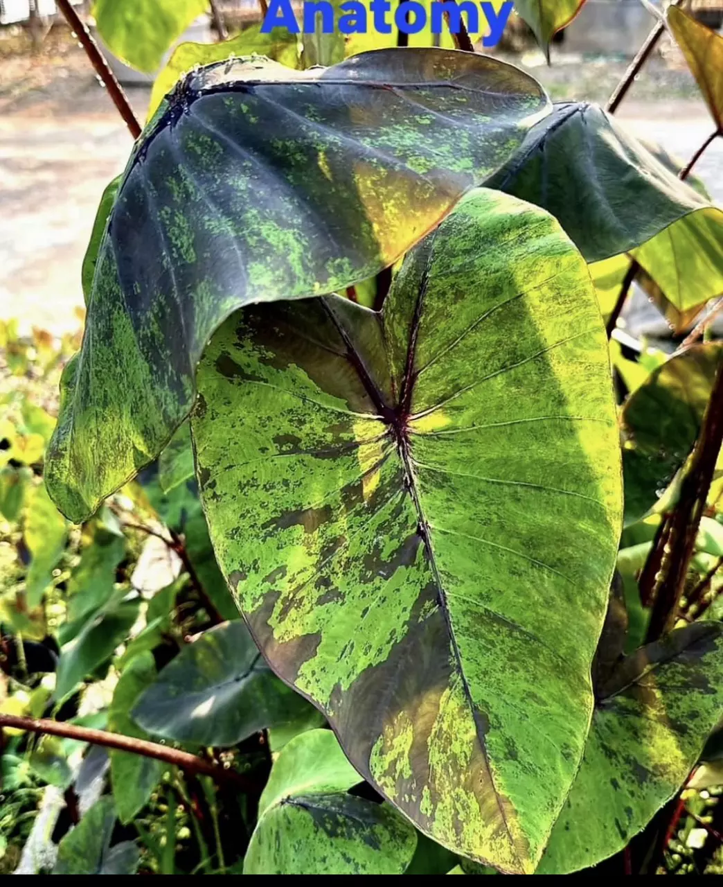 plant/2271 Anatomy Colocasia-1