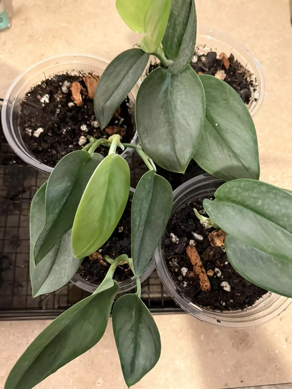 plant/Moonlight Scindapsus - Growers Choice-0