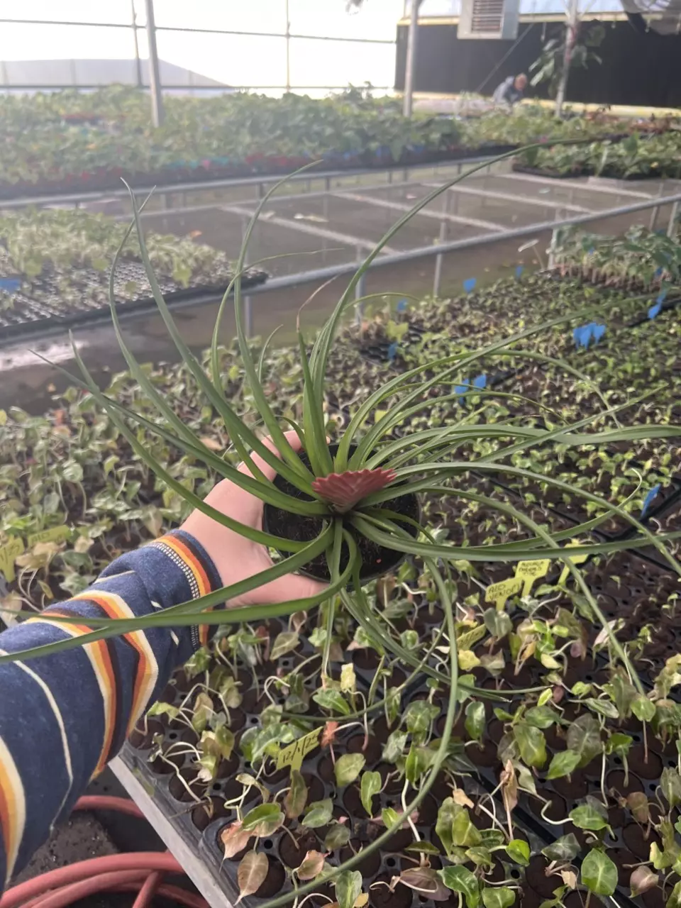 plant/Tillandsia Cyanea 4” pot growers choice-6