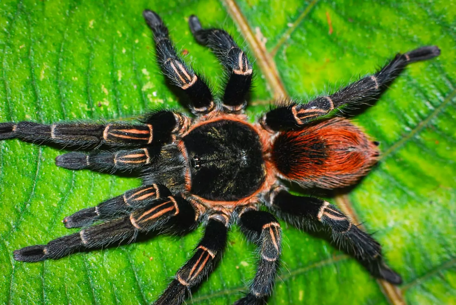 plant/Thrixopelma sp 'Andes Fire' Tarantula 0.5" *FIRST TIME IN USA*-0