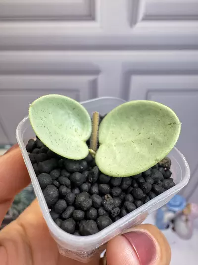 plant/Hoya Mathilde grey fairy-0-thumbnail
