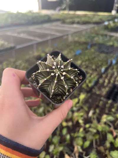 plant/Gymnocalycium Variegated Assorted 2” pot growers choice-0-thumbnail