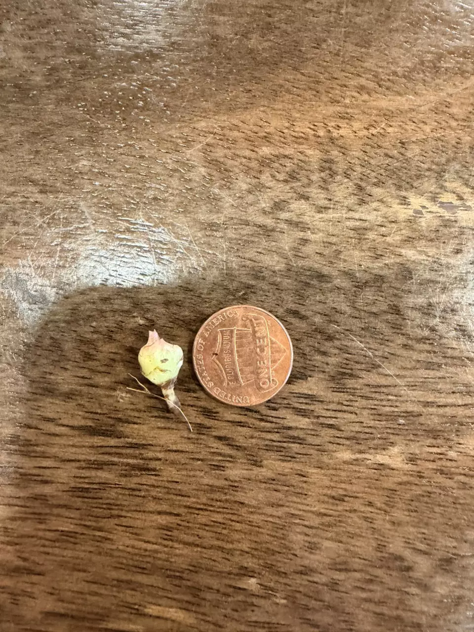 plant/Alocasia regal shield albo variegated corm-1