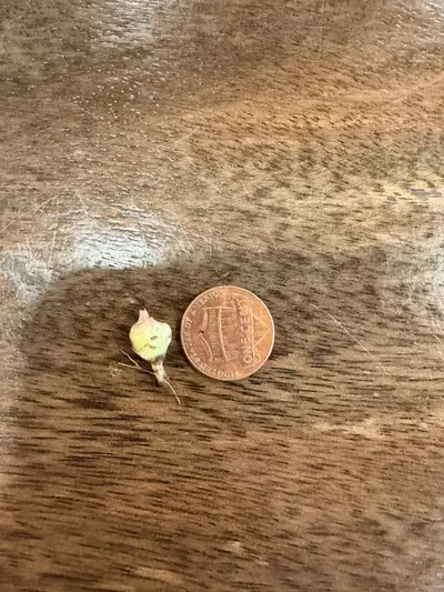 plant/Alocasia regal shield albo variegated corm-1-thumbnail