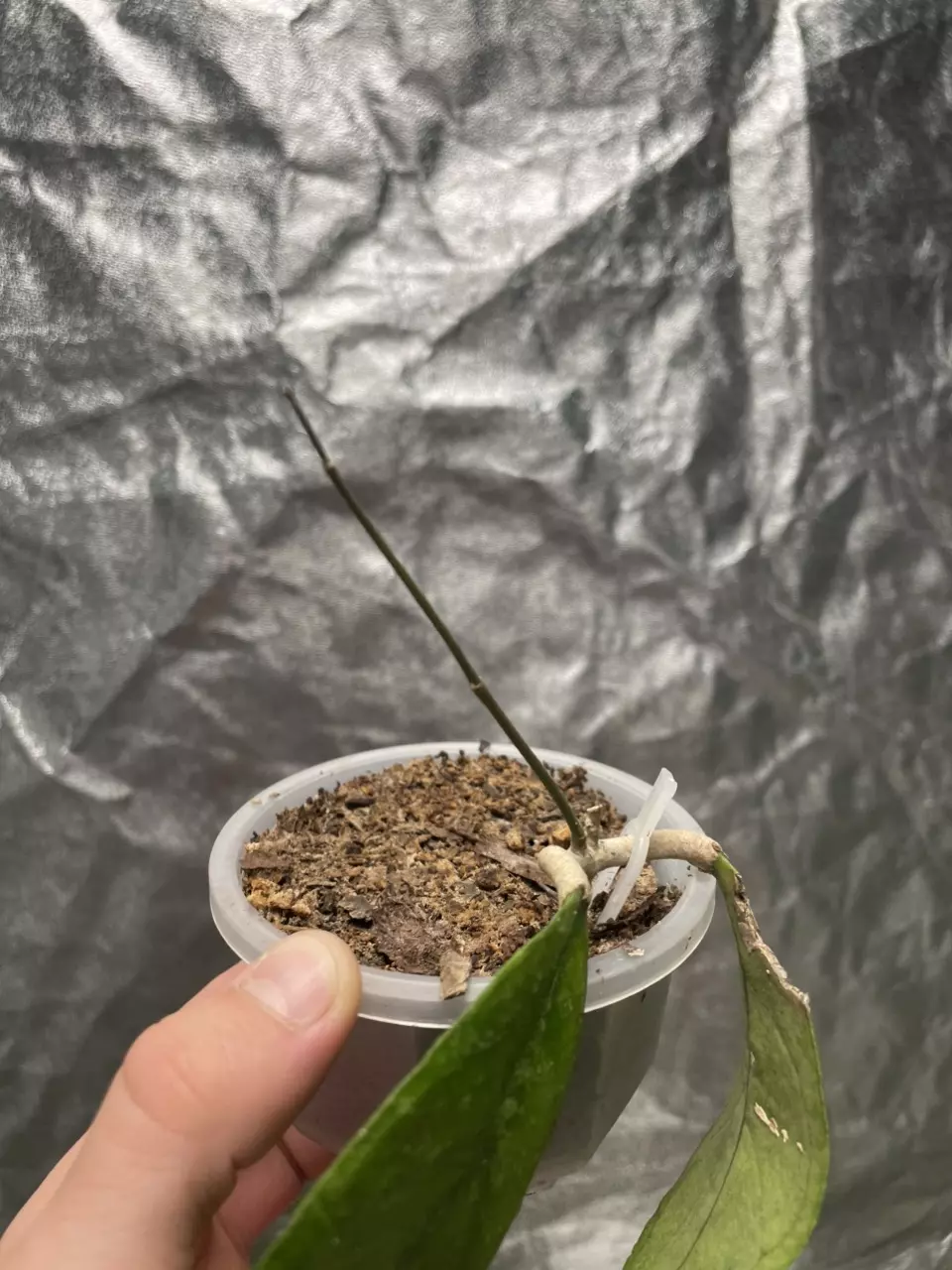 plant/Hoya Chicken Farm (1)-1