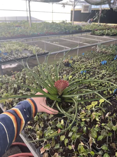 plant/Tillandsia Cyanea 4” pot growers choice-2-thumbnail