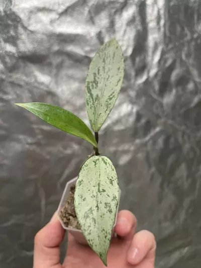 plant/Hoya Pubicalyx Pink Silver Ghost (1)-1-thumbnail