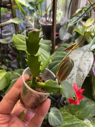 plant/2 plants > Thanksgiving Cactus && Micans-2-thumbnail