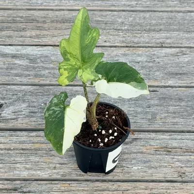 plant/Alocaisa variegated Brancifolia Albo RARE-2-thumbnail