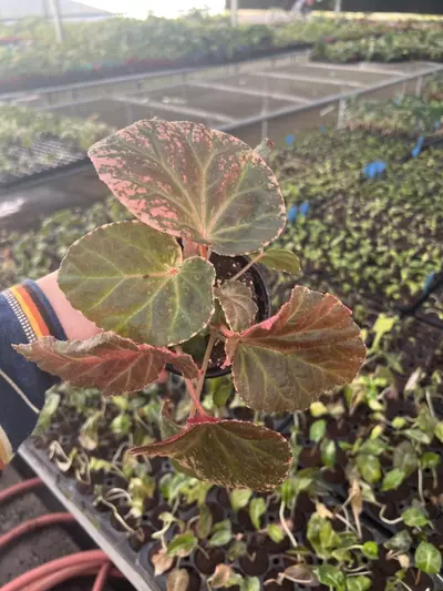 plant/Begonia Midnight Sun 4” pot growers choice-4-thumbnail