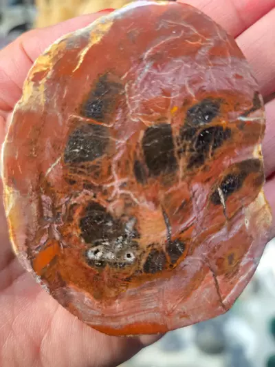 plant/Petrified Wood Slab-2-thumbnail