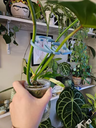plant/monstera plant control add on only-1-thumbnail