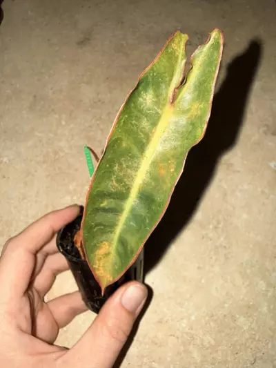 plant/Rehab Billietae-0-thumbnail