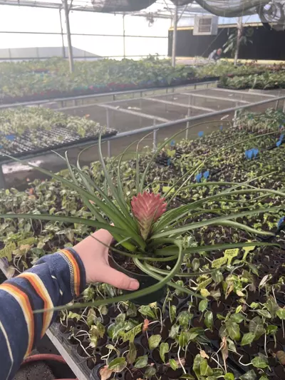 plant/Tillandsia Cyanea 4” pot growers choice-4-thumbnail