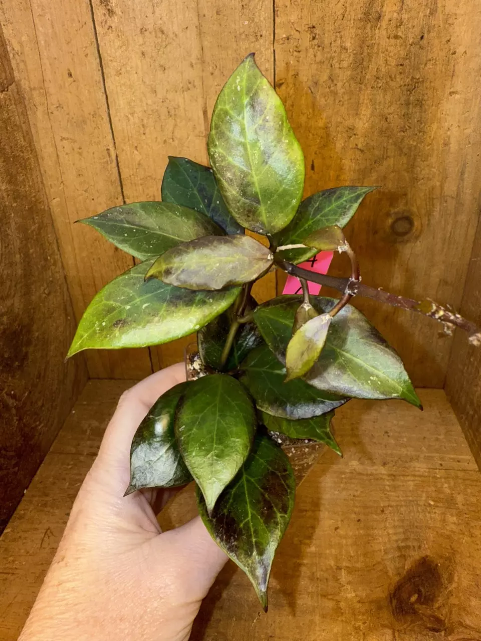 plant/446 Hoya sunrise Thailand form-0