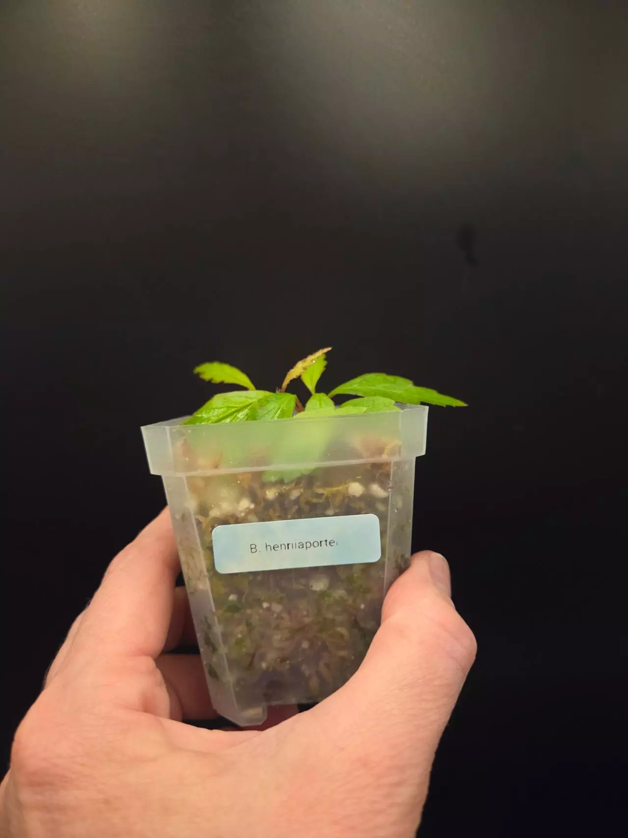 plant/Begonia henrilaportei-1