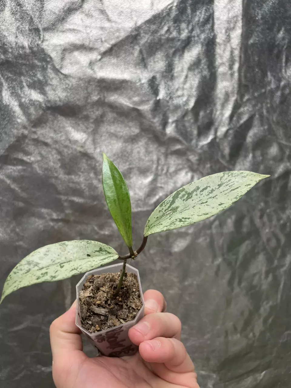 plant/Hoya Pubicalyx Pink Silver Ghost (1)-0